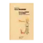 Зображення Маленький принц. The Little Prince